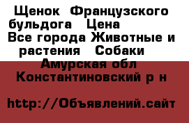 Щенок  Французского бульдога › Цена ­ 35 000 - Все города Животные и растения » Собаки   . Амурская обл.,Константиновский р-н